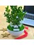 Kişiye Özel Cute Serisi Buxus Bonsai Eczacılar Için 2