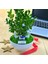 Kişiye Özel Cute Serisi Buxus Bonsai The Meaning Of Life 2