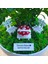 Kişiye Özel Cute Serisi Buxus Bonsai Happy Birthday 1 1