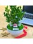 Kişiye Özel Cute Serisi Buxus Bonsai Happy Birthday 1 2
