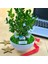 Kişiye Özel Cute Serisi Buxus Bonsai Fen Bilgisi Öğretmenim Için 2