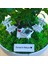 Kişiye Özel Cute Serisi Buxus Bonsai Kedi Severler Için 1