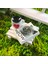 Kişiye Özel Cute Serisi Buxus Bonsai Kedi Severler Için 3