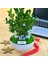 Kişiye Özel Cute Serisi Buxus Bonsai Best Friends Forever 1