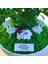 Kişiye Özel Cute Serisi Buxus Bonsai Diş Hekimleri Için 1