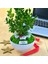 Kişiye Özel Cute Serisi Buxus Bonsai Diş Hekimleri Için 2