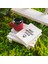 Kişiye Özel Cute Serisi Buxus Bonsai Diş Hekimleri Için 3