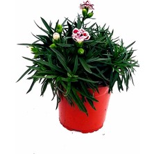 Fidanova Karanfil Iç  ve Dış Mekan Çiçekli Bitki Bordo Kırçıl