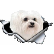 Tsc Sevimli Maltese Cinsi Köpek Araba Sticker Yapıştırması Model2 20 cm