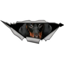 Tsc Dachshund Cinsi Köpek Araba Sticker Yapıştırması 20 cm