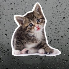 Tsc Sevimli Yaramaz Kedi Araba Sticker Etiket 18 cm M2