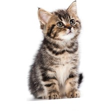 Tsc Sevimli Yaramaz Kedi Araba Sticker Etiket 18 cm M1