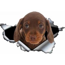 Tsc Dachshund Yırtık Deseni Araba Sticker Model3