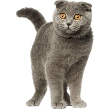 Tsc Iskoç Fold Kedi Araba Sticker Etiket Yapıştırma 18 cm