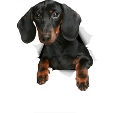 Tsc Dachshund Köpek Sticker Araba Sticker Çıkartması 18 cm
