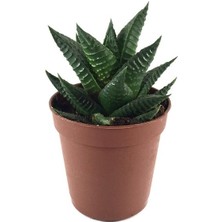 Haworthia Limifolia - Sukulent