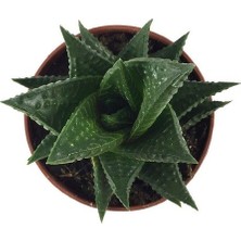 Haworthia Limifolia - Sukulent