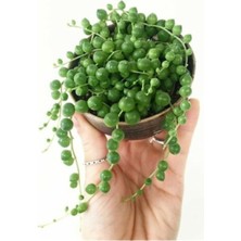 Tesbih Çiçeği [inci Tanesi] Senecio Rowleyanus
