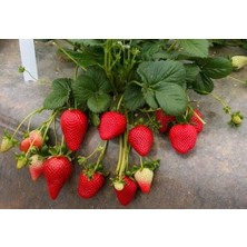 Ucuzluk Diyarı 20 Adet ( Rubugen ) Kokulu Çilek Fidesi Açık Kök 1 Inci Sınıf