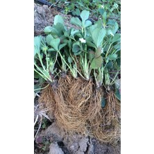 Ucuzluk Diyarı 75 Adet ( Rubugen ) Kokulu Çilek Fidesi Açık Kök 1 Inci Sınıf