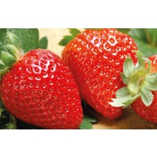 Ucuzluk Diyarı 65 Adet ( Aromas ) Cinsi  Kokulu Çilek Fidesi Açık Kök 1 Inci Sınıf