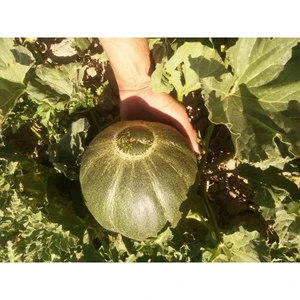 Mühürlü Kavun Tohumu (10 Adet)