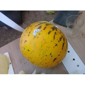 Musakça Kavun Tohumu (10 Adet)