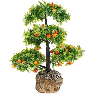 Erva Tohum Erik Bonzai Ağacı Tohumu 2'li Bonsai Tohumu