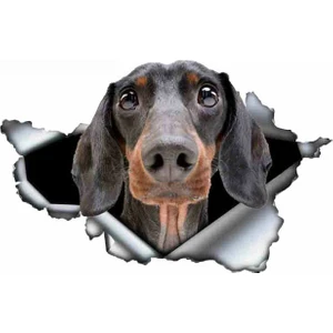 Tsc Dachshund Yırtık Deseni Araba Sticker Model1 20 cm