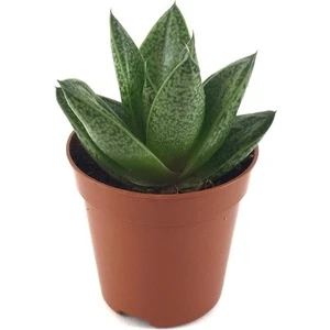 Gasteria Aloe 'tiga' - Sukulent Katüs Çiçeği