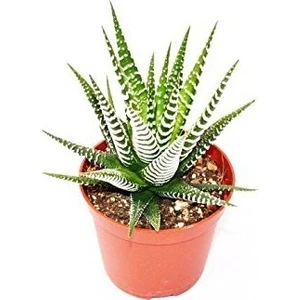 Haworthia Fasciata Haworthia Zebra