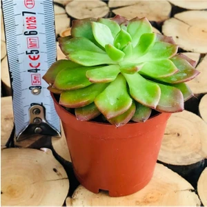 Sedeveria Letizia Kızaran Yapraklı Nadir Tür Sukulent