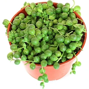 Senecio Rowleyanus, Tesbih Çiçeği 5,5 cm Saksıda