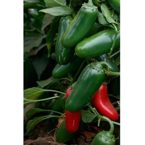 Köy Tohumları 100 Adet Tohum Acı Meksika Biberi Tohumu Jalapeno Piberi Çok Acı