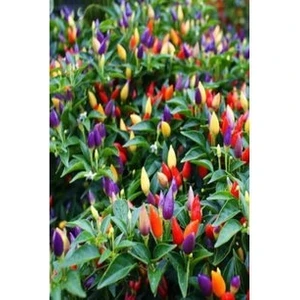 Köy Tohumları 100 Adet Tohum Süs Biberi Tohumu Yeşil Cin Biber Tohumu