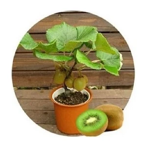 Köy Tohumları 10 Adet Tohum Bodur Kivi Bonsai Ağacı Tohumu Saksı Toprak