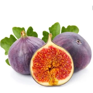 Erva Tohum Siyah Incir Bonzai Ağacı Ekim Seti 5'li Saksı Toprak Kombin