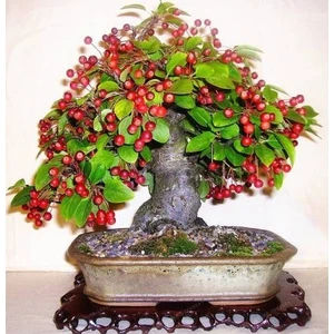 Erva Tohum Bodur Kiraz Bonzai Ağacı Tohumu 3'lü Bonsai Ağacı Tohumu