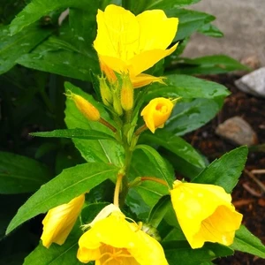 Erva Tohum Ezan Çiçeği Tohumu 20'li