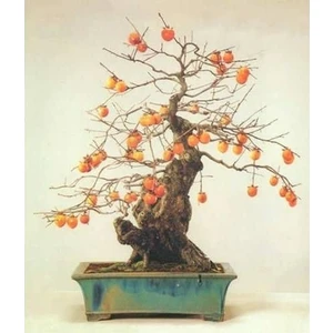 Erva Tohum Bodur Hurma Bonzai Ağacı Tohumu 2 Tohum Bonsai Ağacı Tohumu