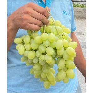 Fidan Dükkanı Musalı Beyazı Açık Kök Üzüm (Asma-Bağ) Fidanı
