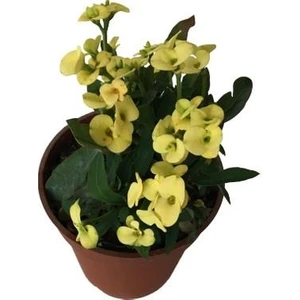 Dikenler Tacı Japon Iğnesi Euphorbia Milii (Sarı )