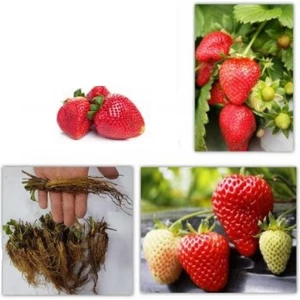 YAYLA TARIM 100 Adet Çilek Fidesi Yediveren 12 Ay Dikim