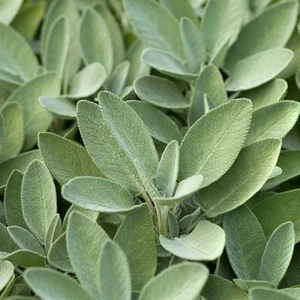 Organik Adaçayı Tohumu (Salvia Officinalis) 30 Tohum