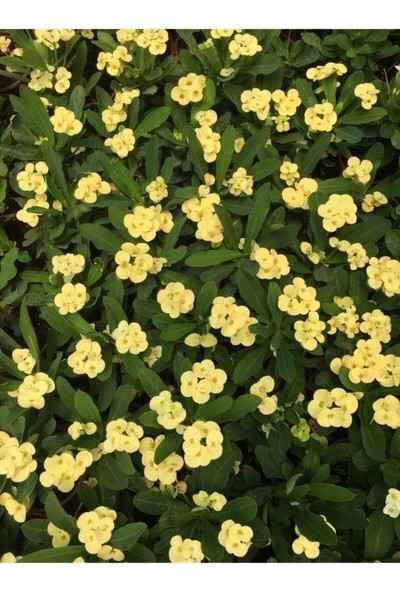 Biorganix Dikenler Tacı Japon Iğnesi Euphorbia Milii (Sarı )
