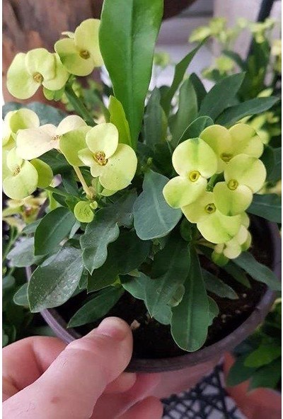 Biorganix Dikenler Tacı Japon Iğnesi Euphorbia Milii (Sarı )