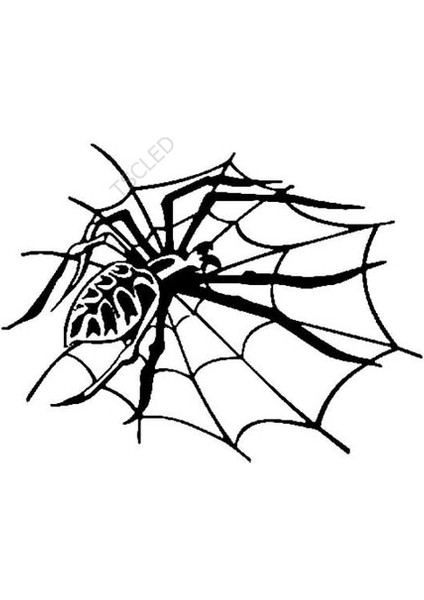 Örümcek Araba Sticker Yapıştırma 20 cm