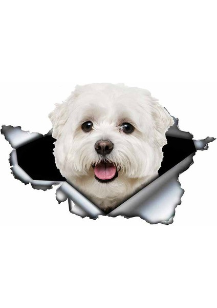 Sevimli Maltese Cinsi Köpek Araba Sticker Yapıştırması 20 cm