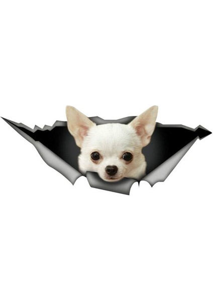 Beyaz Chihuahua Araba Leptop Sticker Etiket 20 cm