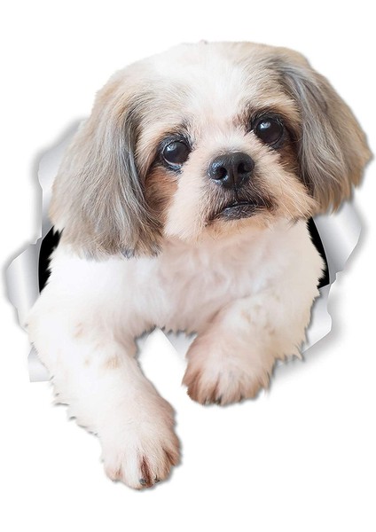 Shih Tzu Köpek Araba Sticker Yapıştırması 18 cm